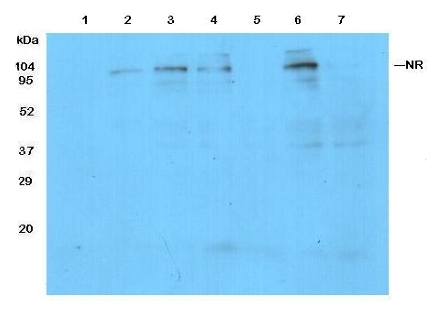 western blot detection of NR in monocots
